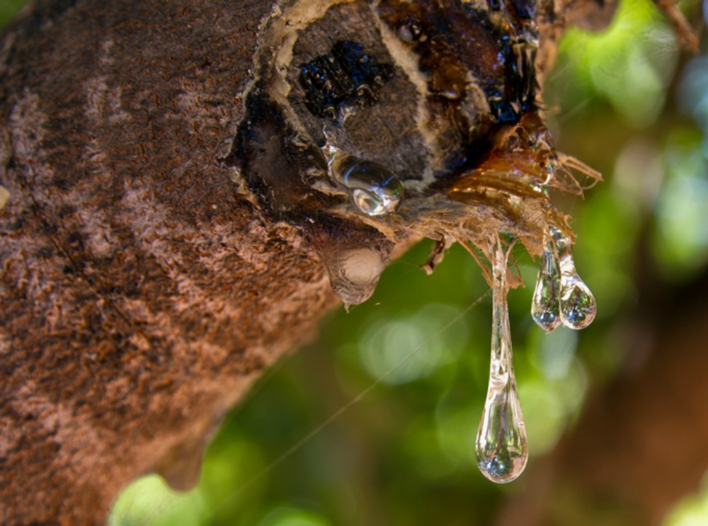 Μαστίχα: Το φυσικό φάρμακο με τη τετραπλή θεραπευτική ιδιότητα