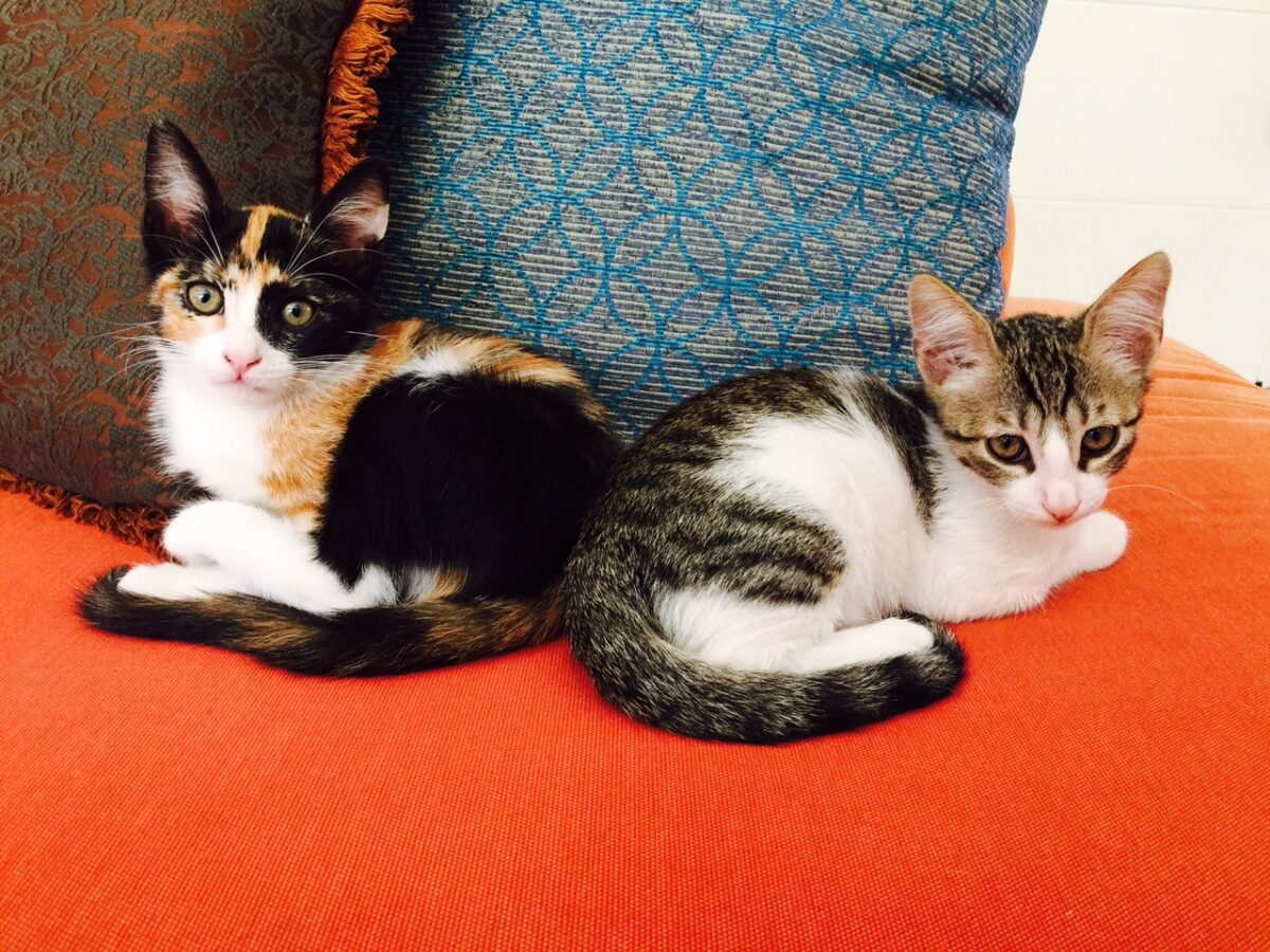 Μία γάτα calico που τη λένε Καλυψώ. Του Jaack και της Mini. Nee Minier.