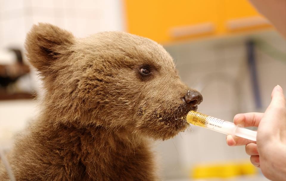 Ανάπηρο θα μείνει τελικά το ορφανό αρκουδάκι που περιέθαλψε ο «Αρκτούρος»