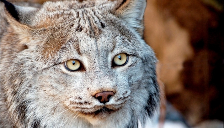 15 Φωτογραφίες που θα σας κάνουν να ερωτευτείτε τον Καναδικό Λύγκα!