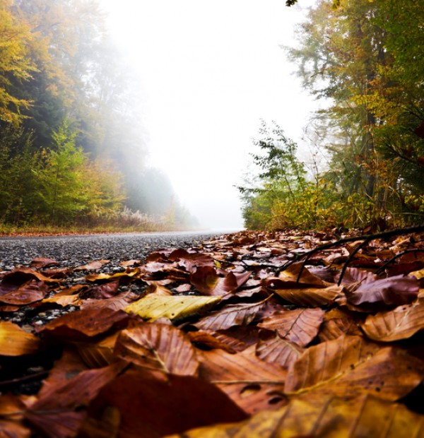 Hotspot για τη βλάστηση και χλωρίδα της η Ελλάδα παγκοσμίως