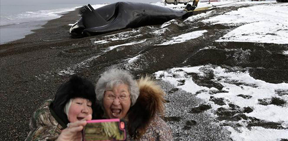 Η Ιαπωνία αποφάσισε να ξαναρχίσει  τη φαλαινοθηρία στην Ανταρκτική
