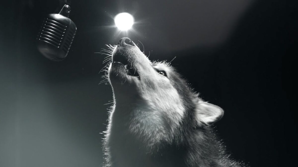 Γιατί τραγουδούν τα σκυλιά;