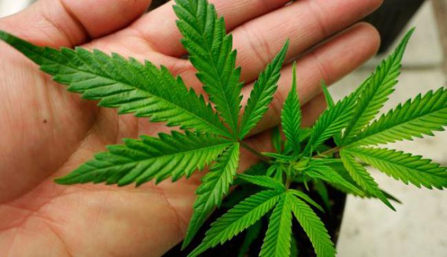 Πλησιάζει η μέρα για την αποποινικοποίηση της Κάνναβης στην Ελλάδα;