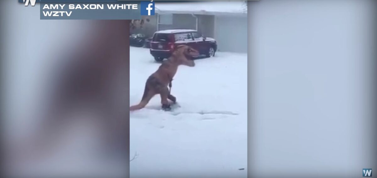 Ποιο πάντα;; Ο T-rex της χιονισμένης Ουάσιγκτον κλέβει τις εντυπώσεις!
