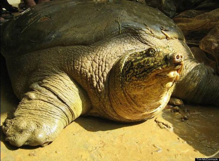 Μόνο 3 είναι πλέον οι Yangtze χελώνες