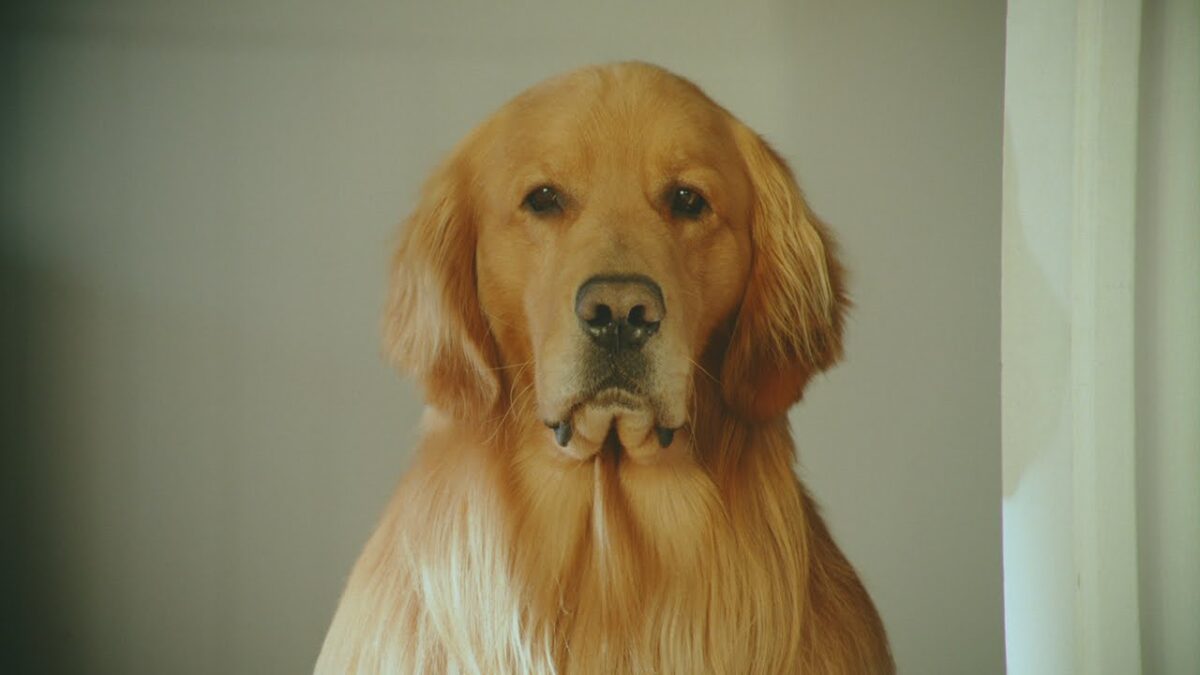 Η νέα διαφήμιση της Amazon θα σε κάνει να κλάψεις