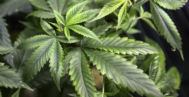 Ανοίγει ο δρόμος για την καλλιέργεια της κάνναβης