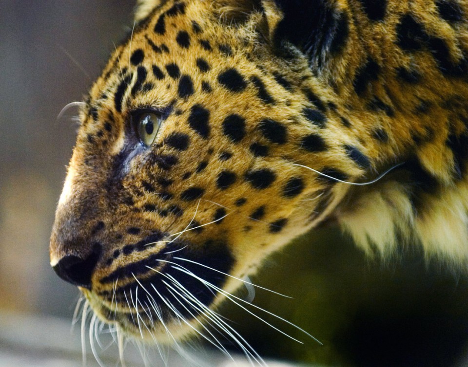 Σε ευθανασία υποβλήθηκε μία από τις πιο σπάνιες λεοπαρδάλεις του κόσμου