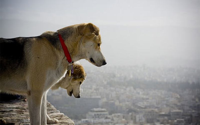 Η Αθήνα μέσα από τα μάτια ενός… αδέσποτου σκύλου