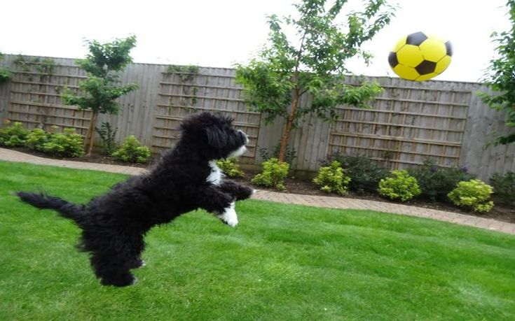 Ronaldog: Ο νέος άσσος του ποδοσφαίρου είναι τετράποδος! (video)