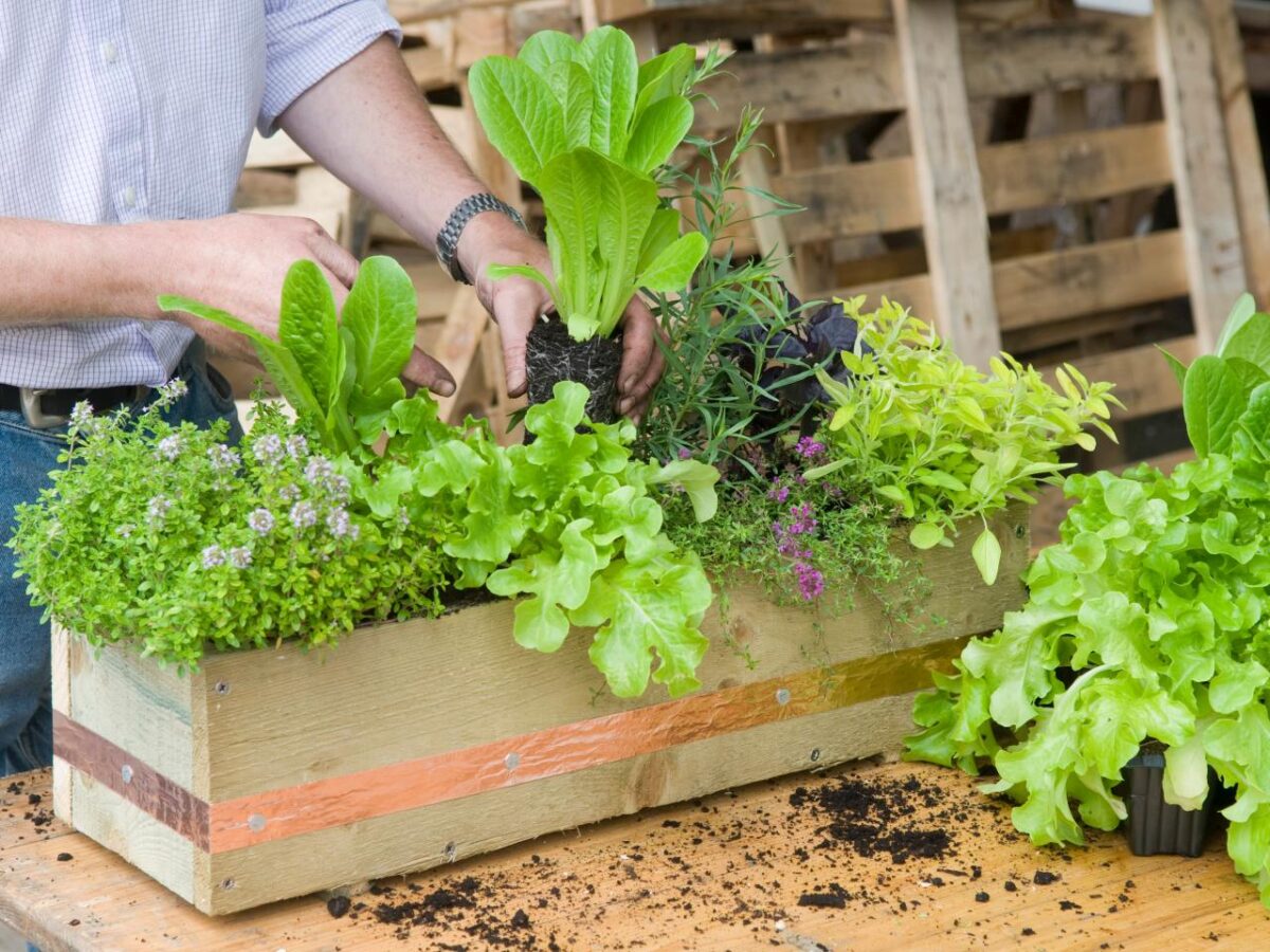 Φύτεψε μυρωδικά για καλύτερη υγεία και πλούσια γεύση