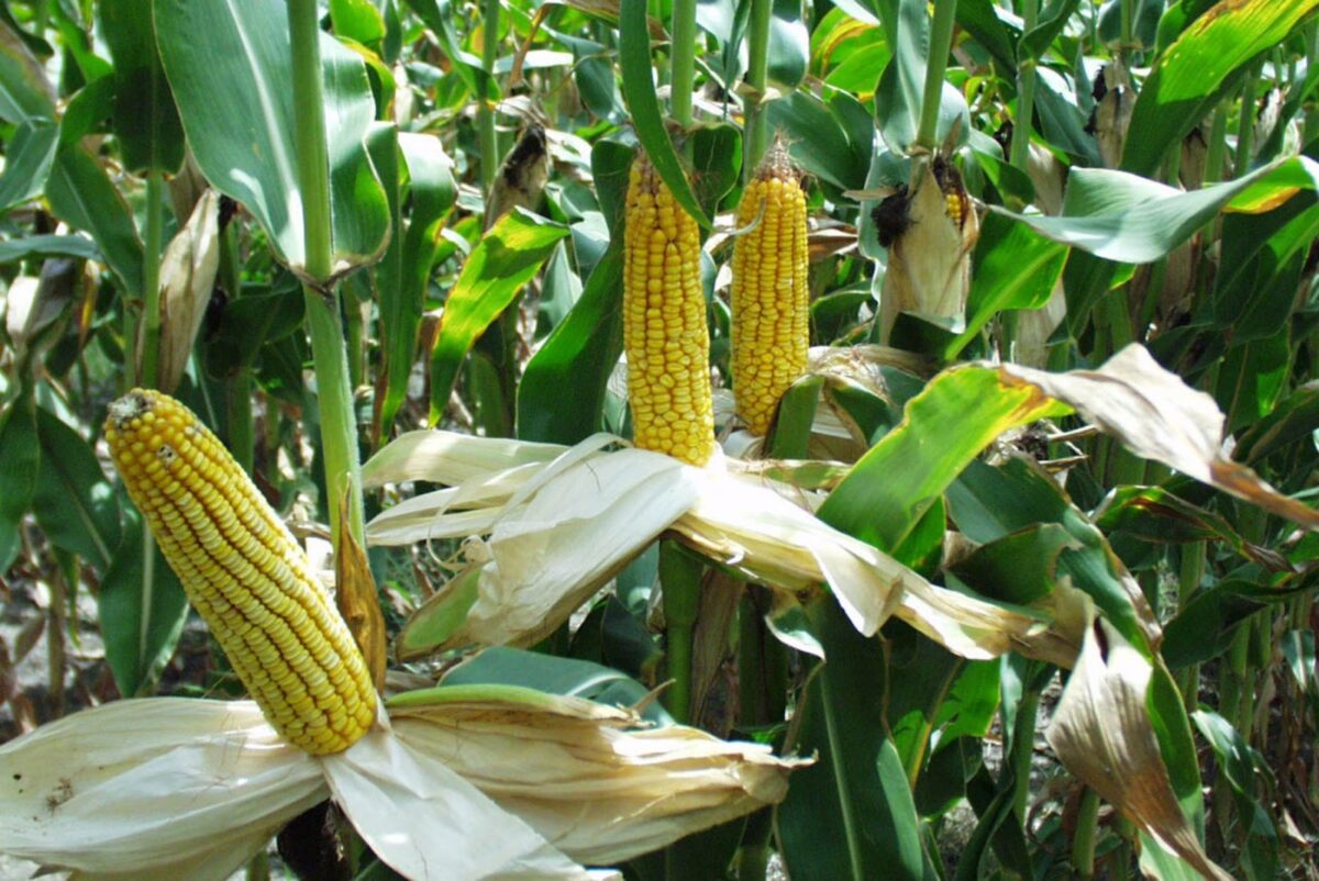 Τοξικές τροφές στο πιάτο μας λόγω κλιματικής αλλαγής