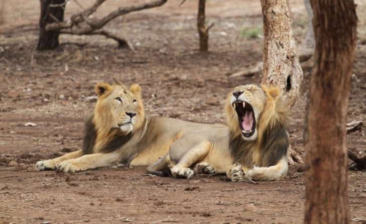 Στην Ινδία συνέλαβαν λιοντάρια