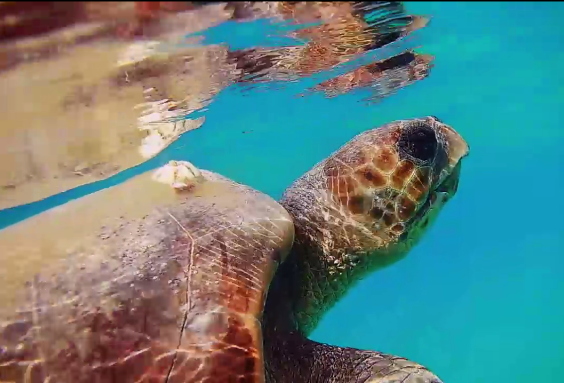 Χρονιά ρεκόρ για την Caretta-Caretta στη Μεσόγειο