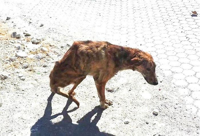 Ολλανδή τουρίστρια βρίσκει παράλυτο σκύλο στην Κρήτη και του σώζει τη ζωή