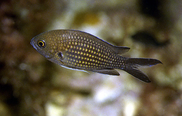 Το ψάρι Καλογρίτσα (επιστημονική ονομασία Chromis chromis)