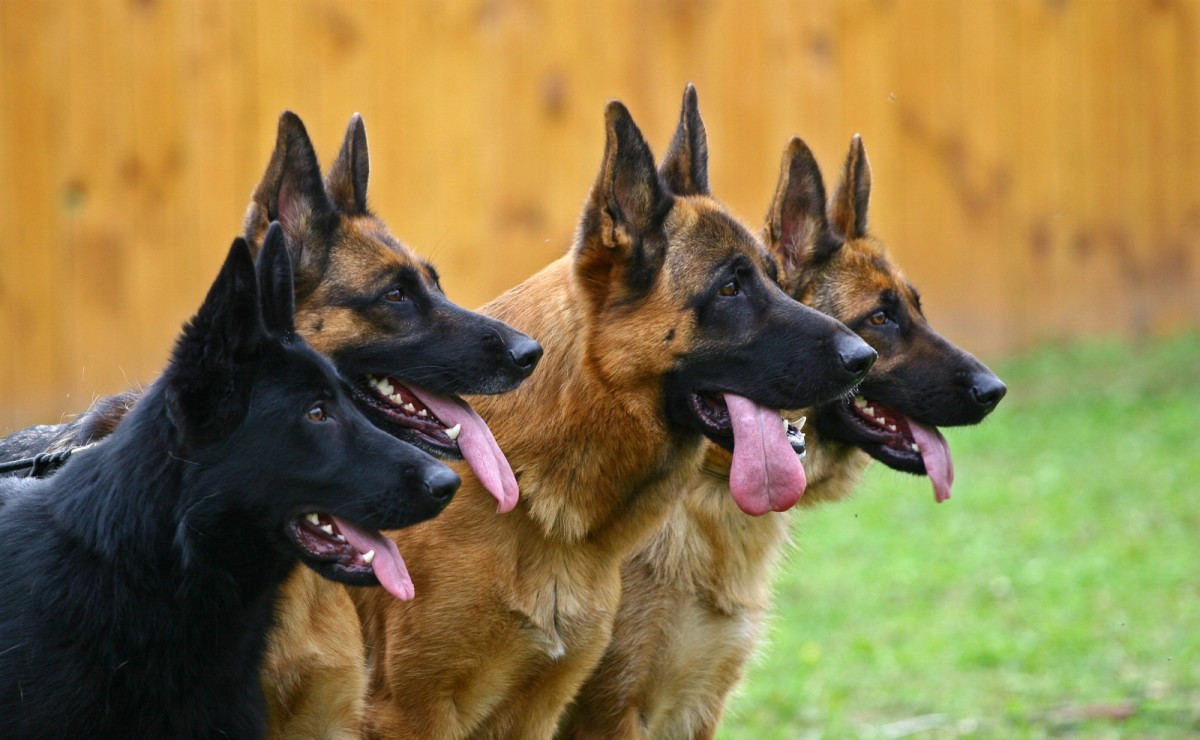 Η Ολλανδία δεν έχει πλέον αδέσποτα ζώα