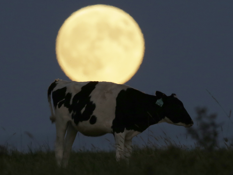 Το φεγγάρι κάνει πιο γόνιμες τις αγελάδες