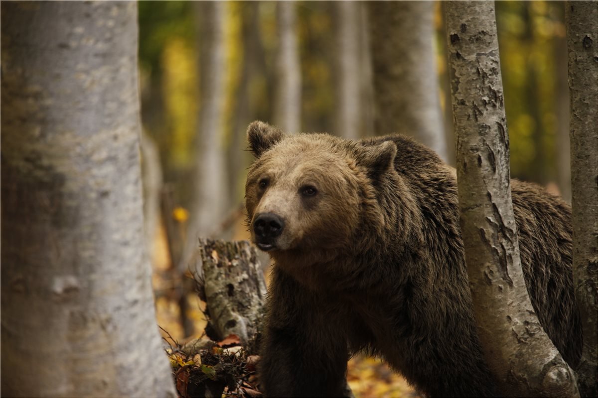 Ο Αρκτούρος και το Ίδρυμα Σ. Νιάρχος δημιουργούν κέντρο προστασίας – αποκατάστασης άγριων σαρκοφάγων
