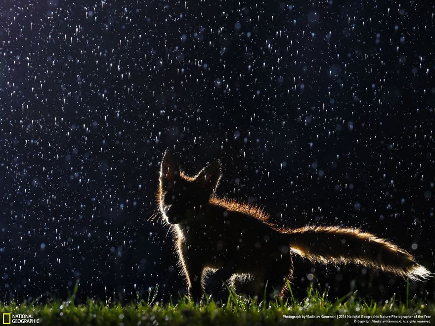 Nature Photographer 2016 | Οι finalists του National Geographic