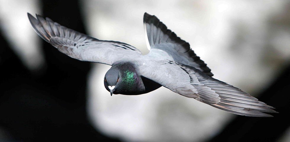 Αντισυλληπτικά για τα περιστέρια της Βαρκελώνης