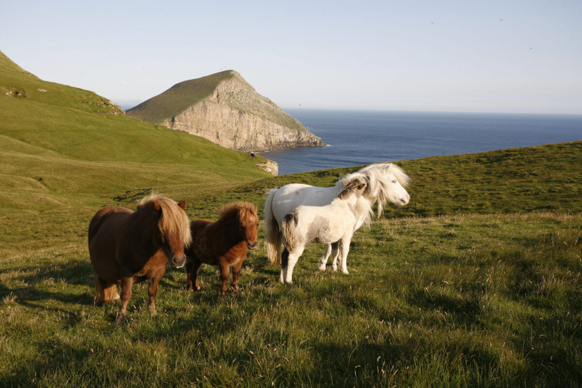 Foula: Το νησί των εκατοντάδων πόνι