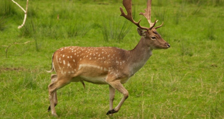 Με πυροβόλο όπλο σκοτώνει τα ελαφάκια της Ρόδου ο άγνωστος εκτελεστής