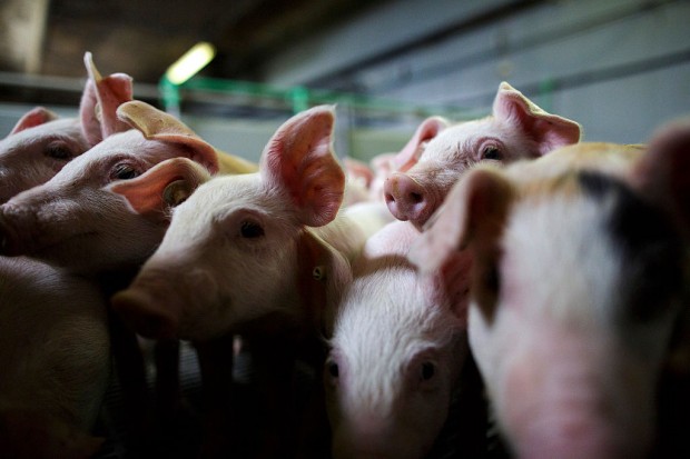 Αυτή είναι η πρώτη χίμαιρα ανθρώπου-χοίρου: 0,001% άνθρωπος και το υπόλοιπο… γουρούνι!