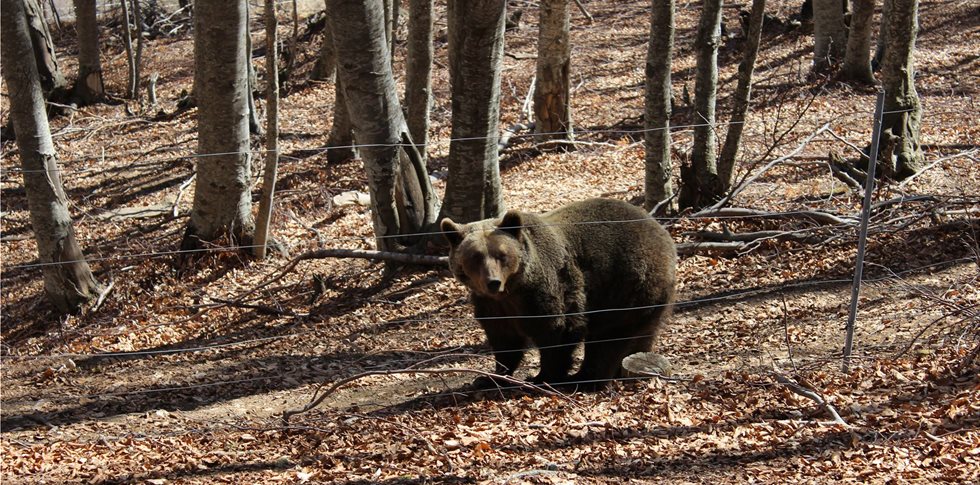 Ηρθε η άνοιξη – ξύπνησαν οι Αρκούδες στον Αρκτούρο