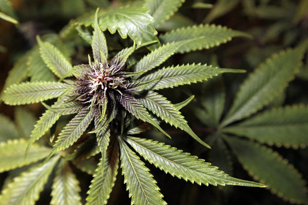 Η ινδική κάνναβη φάρμακο  κατά του καρκίνου;