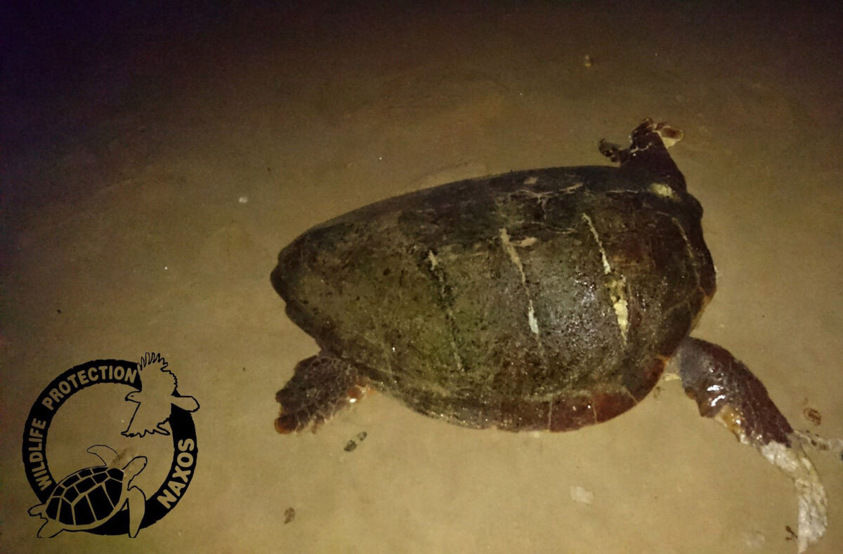 Νεκρές αποκεφαλισμένες χελώνες στη Νάξο!