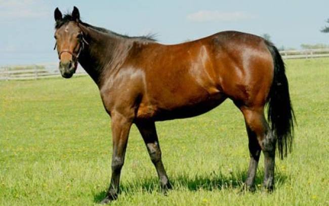 Άλογο χορεύει… τσάμικο! (βίντεο)