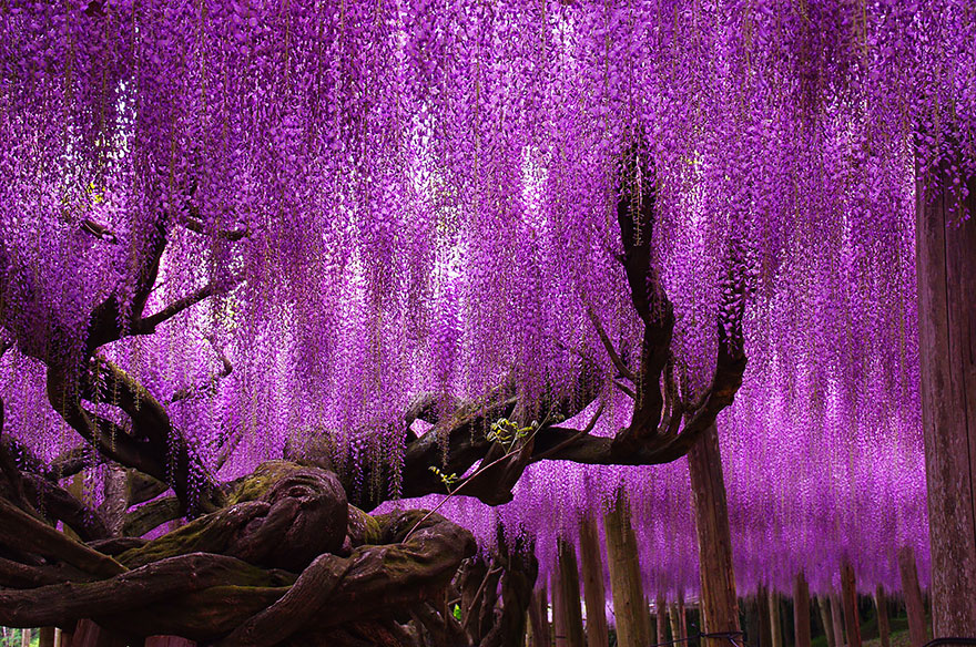 «The Great Wisteria Festival»: To «κλειδί» για ένα μαγικό κόσμο