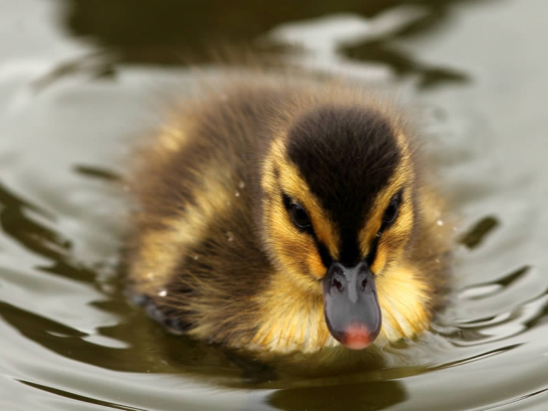 Ένα επίμονο παπάκι που προσπαθούσε να φτάσει τη μαμά του, έγινε viral στο διαδίκτυο