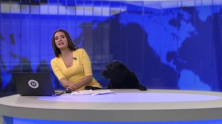Σκύλος εισέβαλε σε στούντιο την ώρα του δελτίου ειδήσεων (βίντεο)