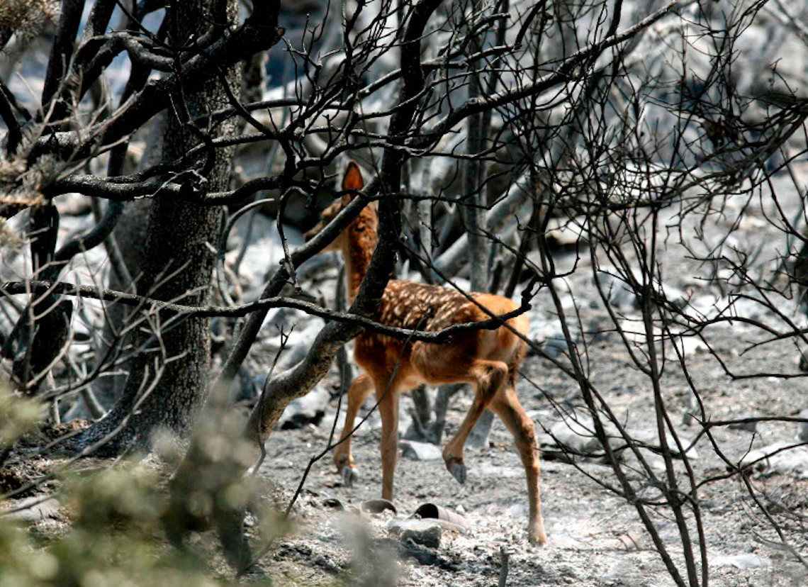 WWF –  Πάρνηθα 10 χρόνια μετά την καταστροφική πυρκαγιά