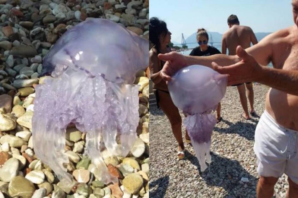 Μέδουσα – γίγας  εμφανίστηκε σε παραλία της Πάτρας