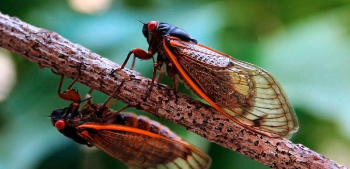 Η απίστευτη ζωή των τζιτζικιών