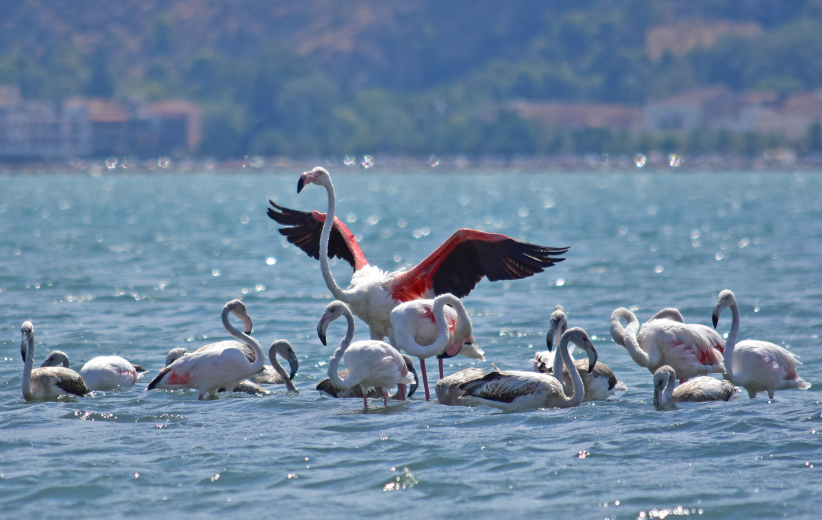 Το Ναύπλιο έγινε η πρωτεύουσα των αληθινών φλαμίνγκο (Βίντεο)