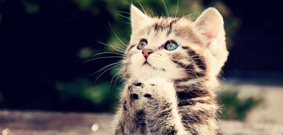 Μια γάτα θα σε σώσει, ένα κείμενο με αφορμή την Παγκόσμια Ημέρα Ζώων