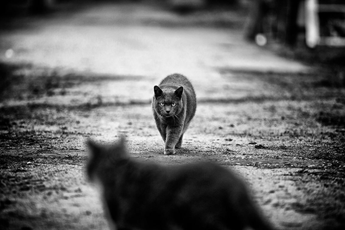 Η θλίψη και η υπερηφάνεια των αδέσποτων και εγκαταλειμμένων γατών
