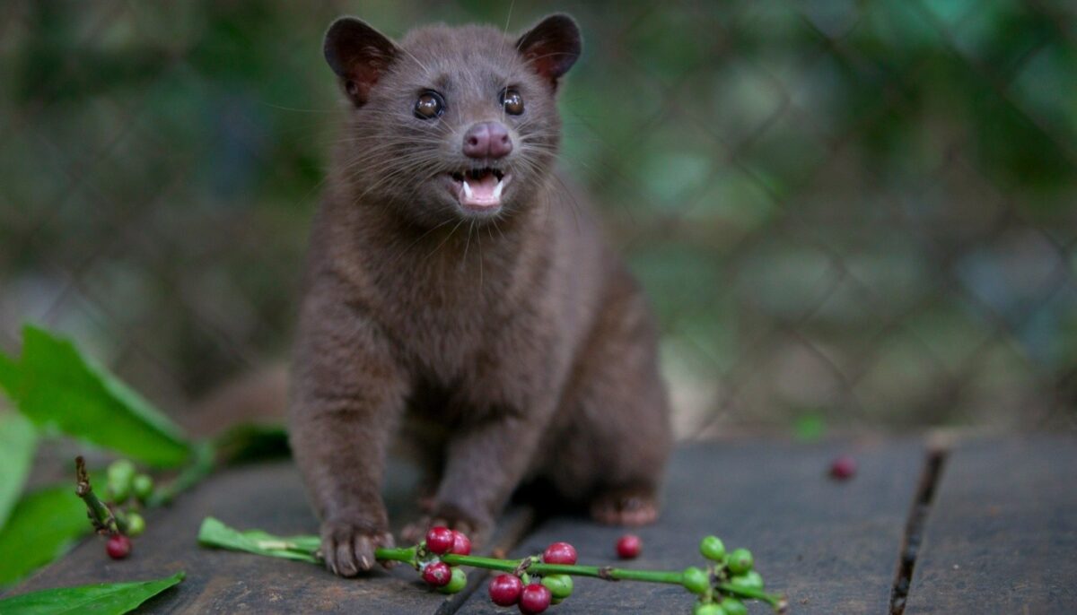 Kopi luwak, ο σπάνιος καφές