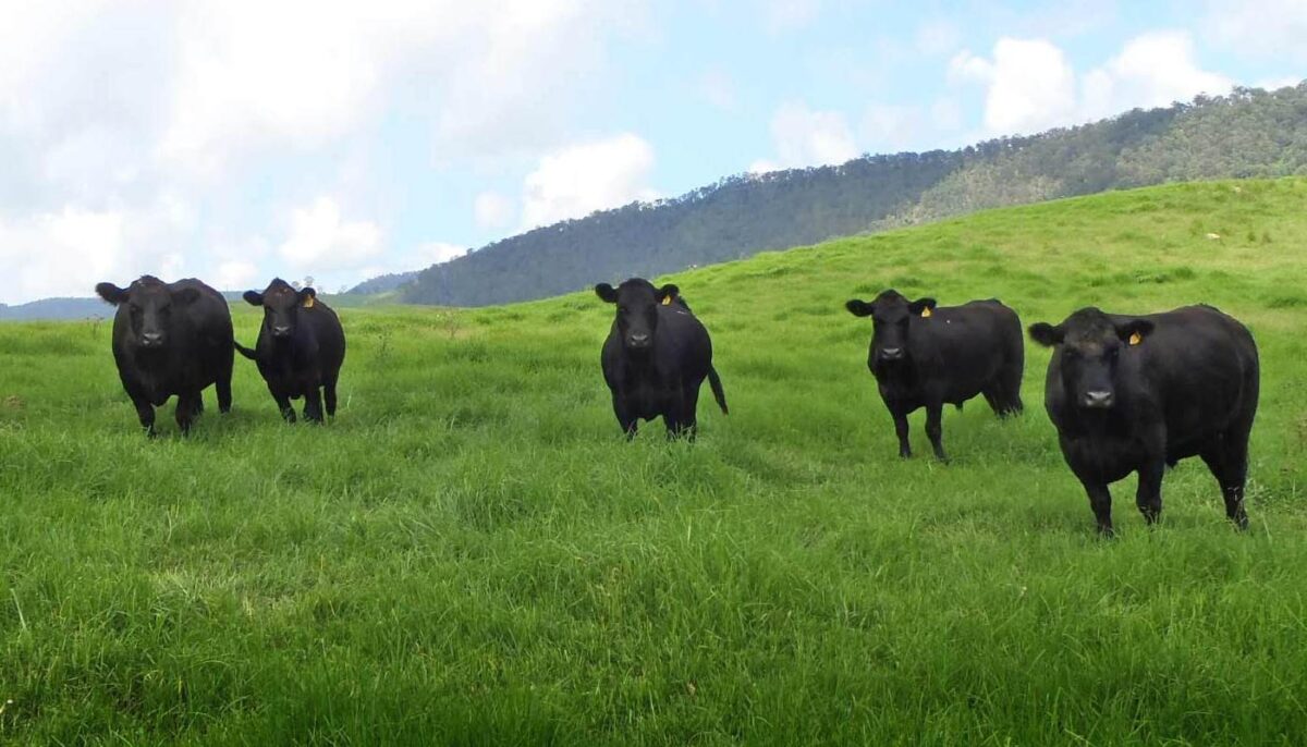 Τι είναι το Angus beef;
