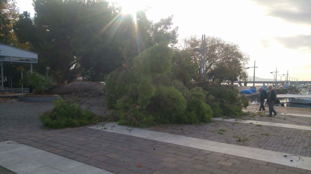 Καλαμάτα: Ο χρόνος λύγισε το υπεραιωνόβιο πεύκο