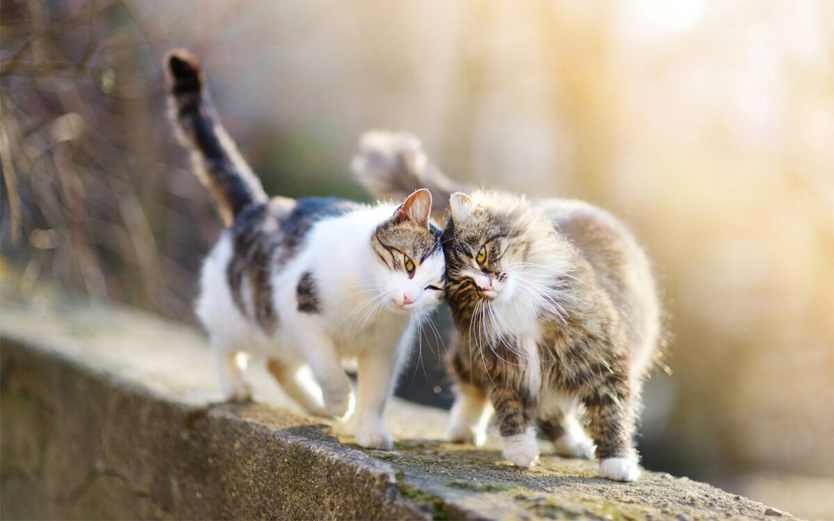 Μια γάτα θα σε σώσει, ένα κείμενο με αφορμή την Παγκόσμια Ημέρα Αδέσποτων Ζώων