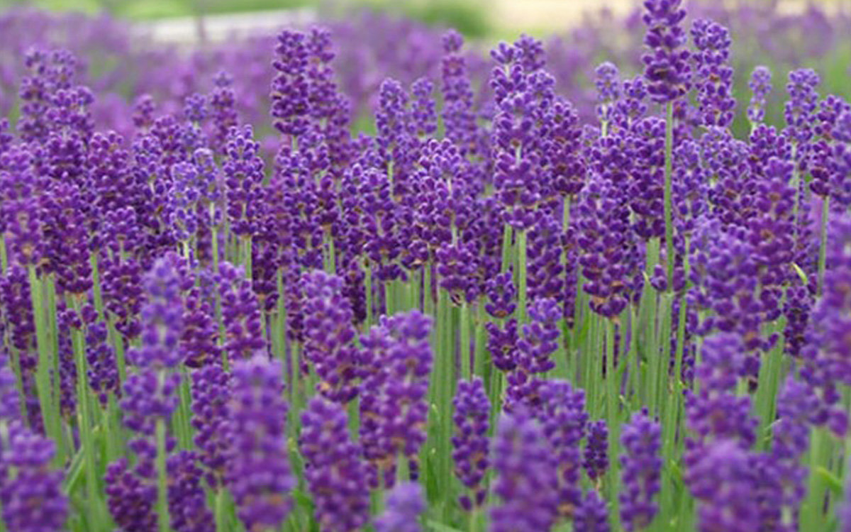 Αυτά τα 3 απωθούν τα κουνούπια: Το καλοκαίρι κάνουν έντονη της εμφάνισή τους