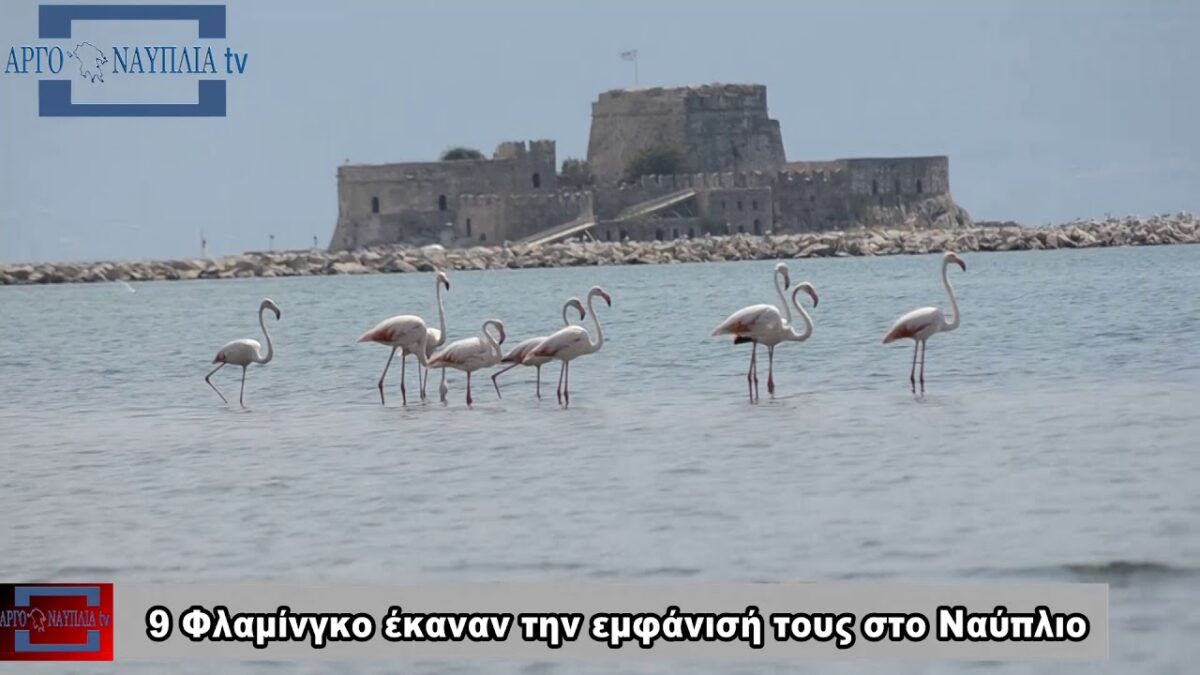 Στάση στον υδροβιότοπο του Ναυπλίου έκαναν εννέα φλαμίνγκο (Φωτό & Βίντεο)