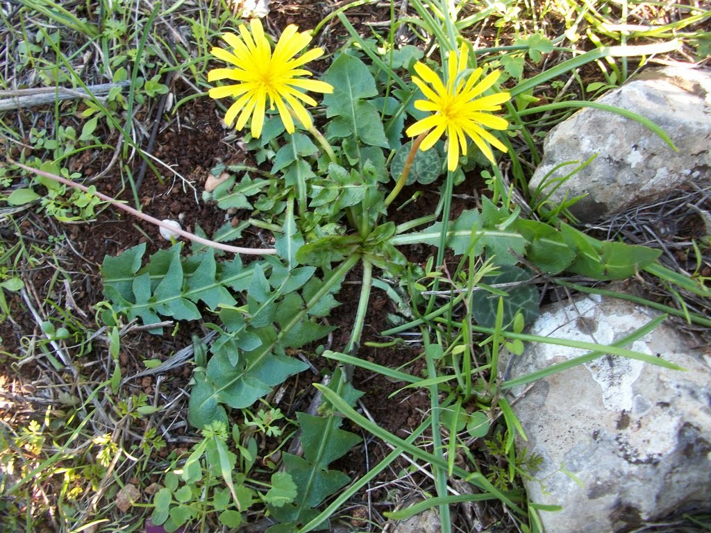 Ταραξάκο: Το βότανο που ωφελεί συκώτι, σάκχαρο, ανοσοποιητικό