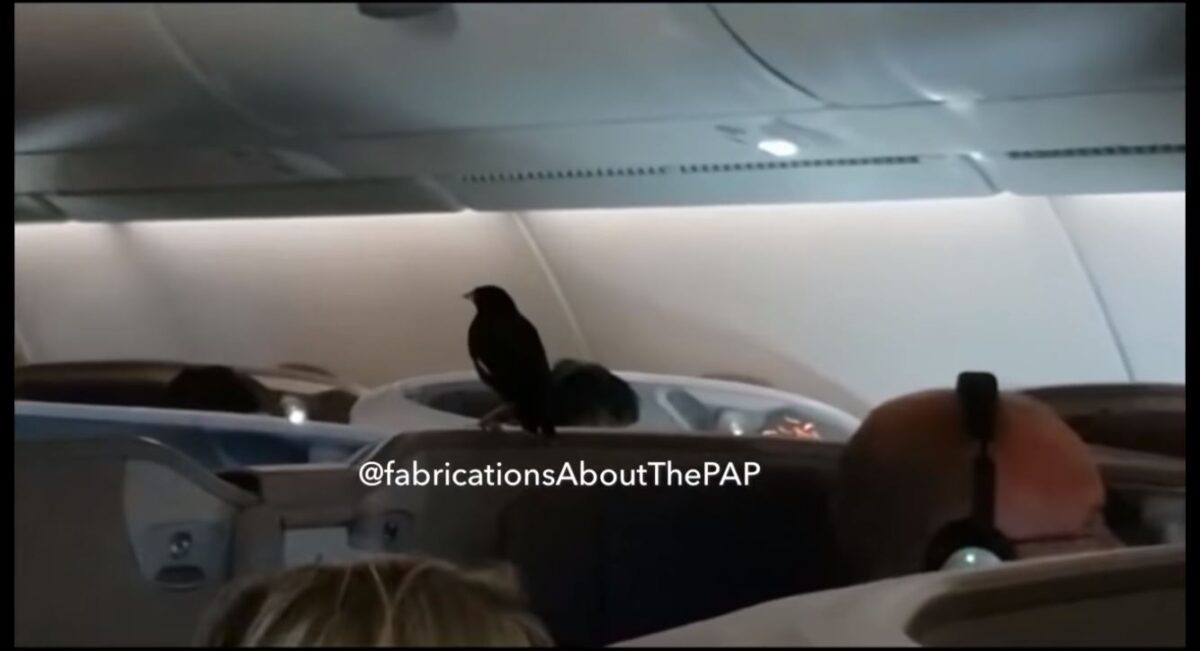 Χαμός σε πτήση όταν στην καμπίνα επιβατών πέταξε ένα… πουλί (Βίντεο)